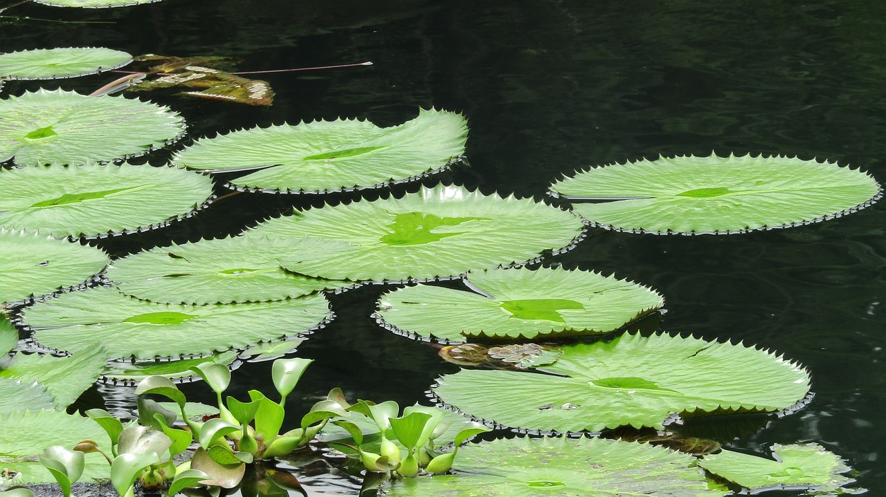 nature  water lilies  lake free photo