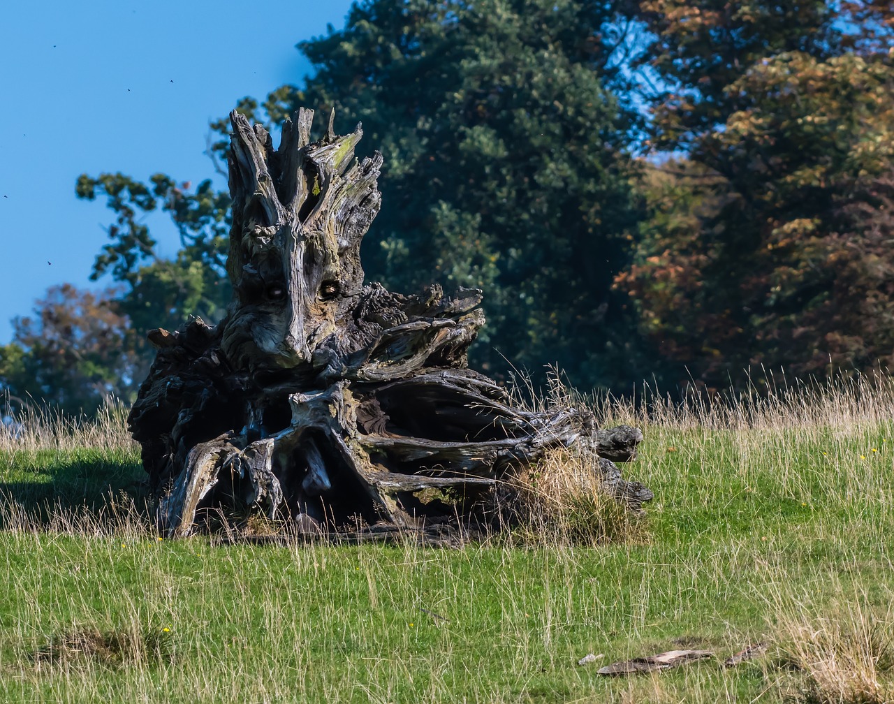 nature  trunk  wood free photo