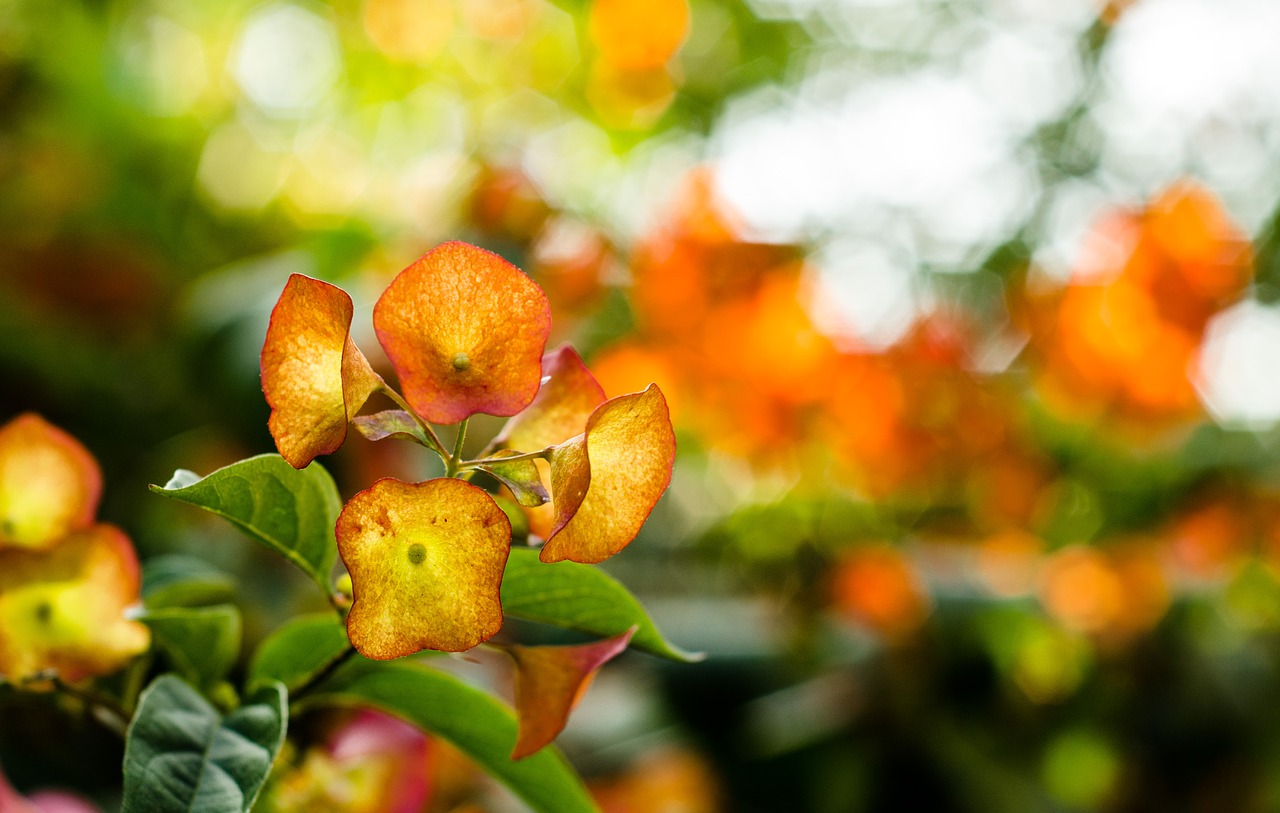 nature  spring  flower free photo