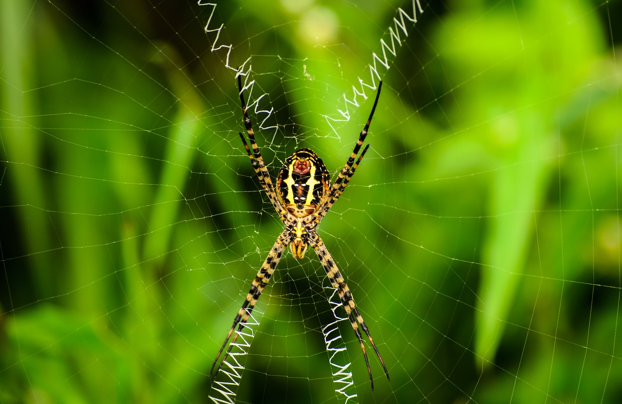 nature  spider  cobweb free photo