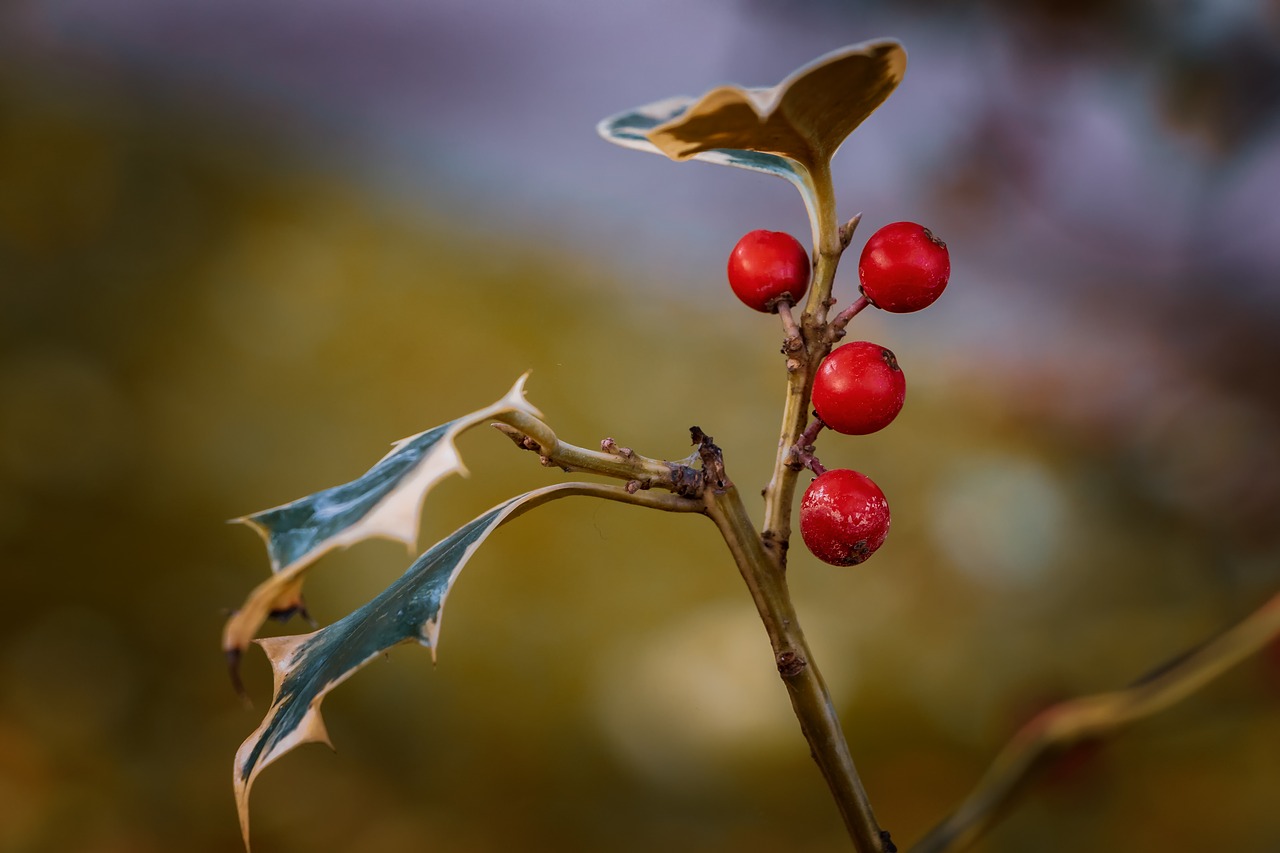 nature  fall  leaves free photo