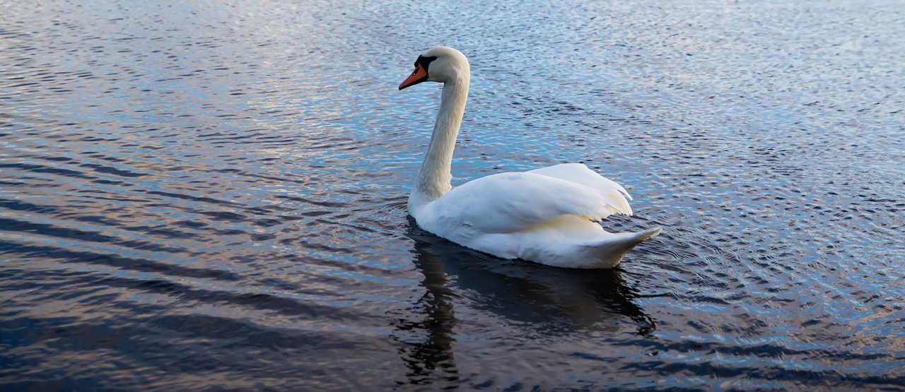 nature  bird  swan free photo