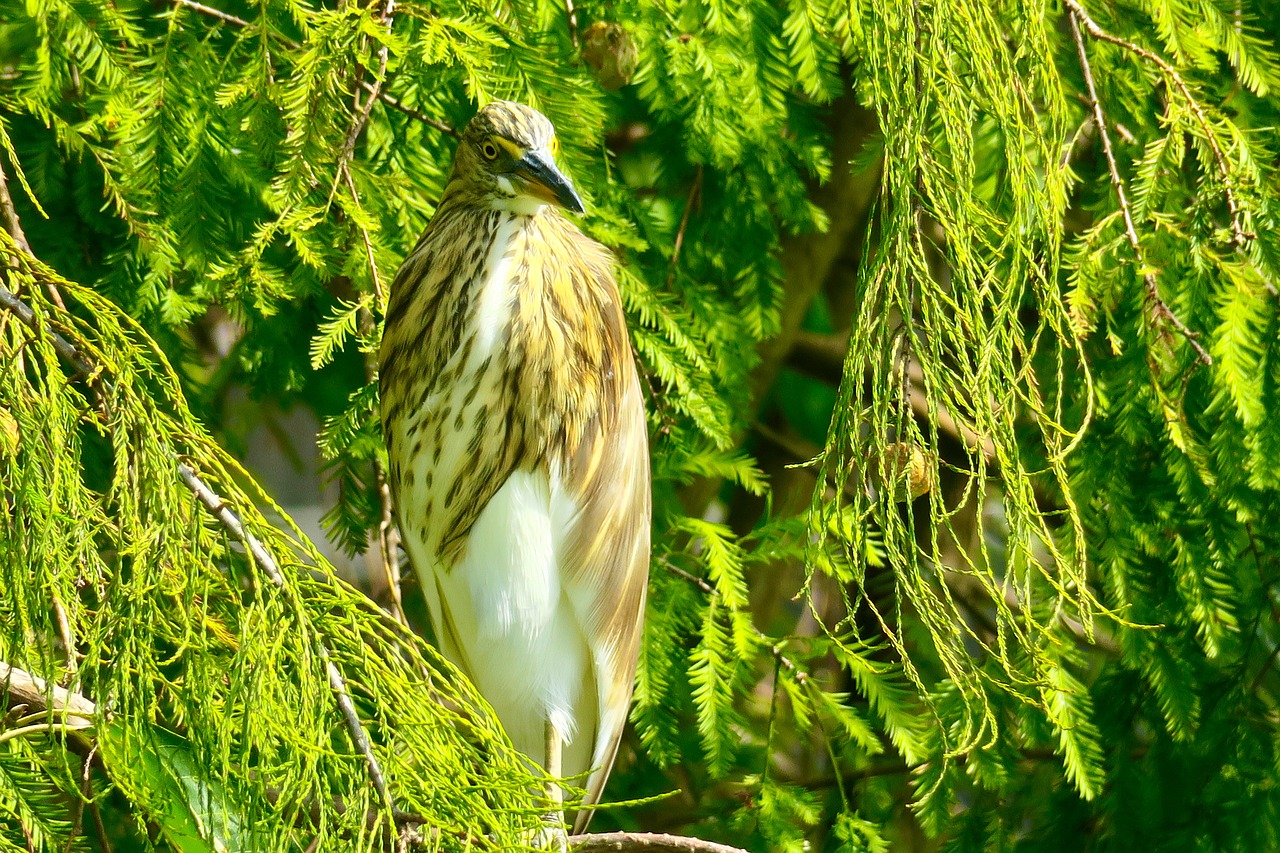 nature  bird  outdoor free photo