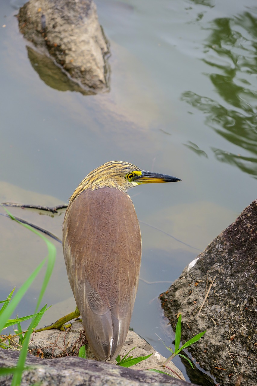 nature  bird  outdoor free photo