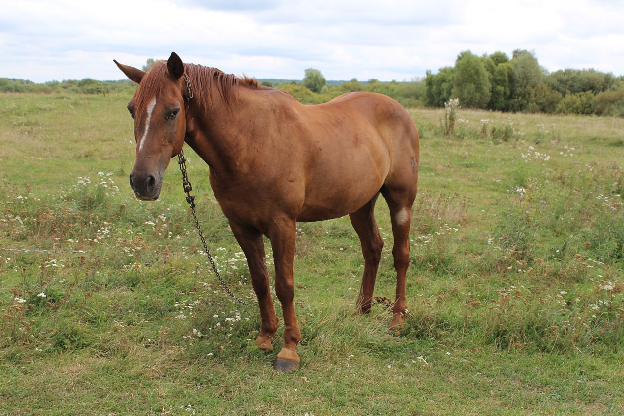 nature horse village free photo