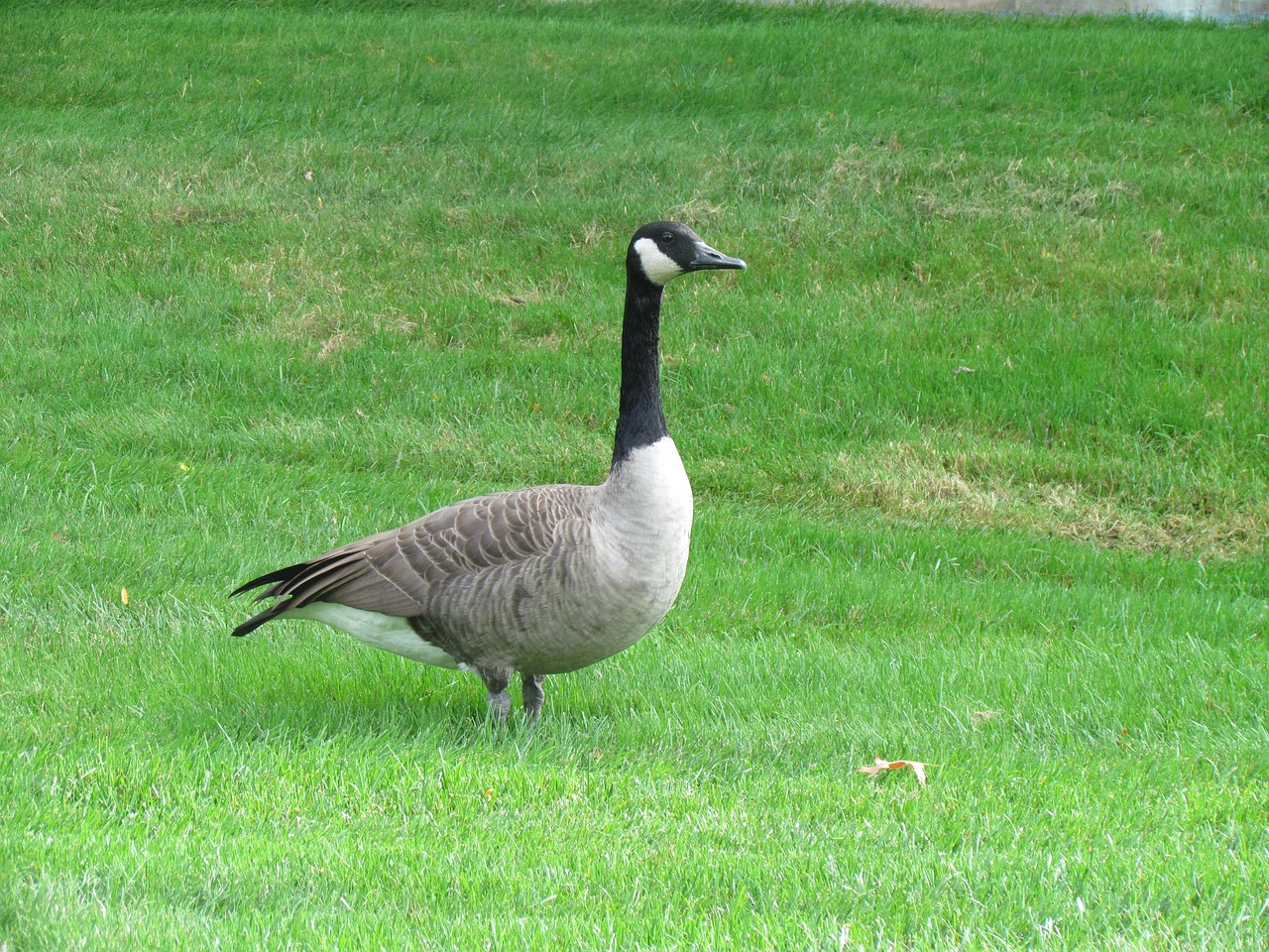 nature  geese  animal free photo