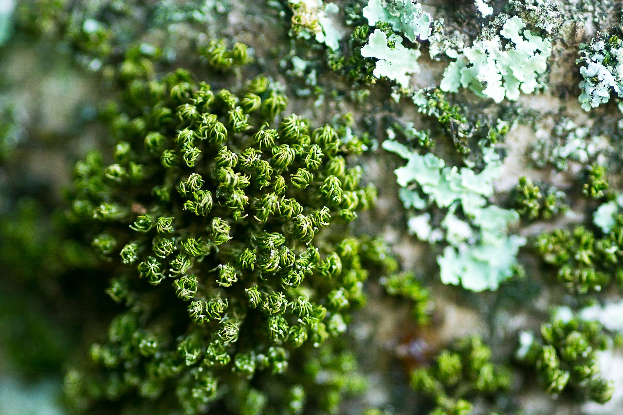 nature  algae  tree free photo