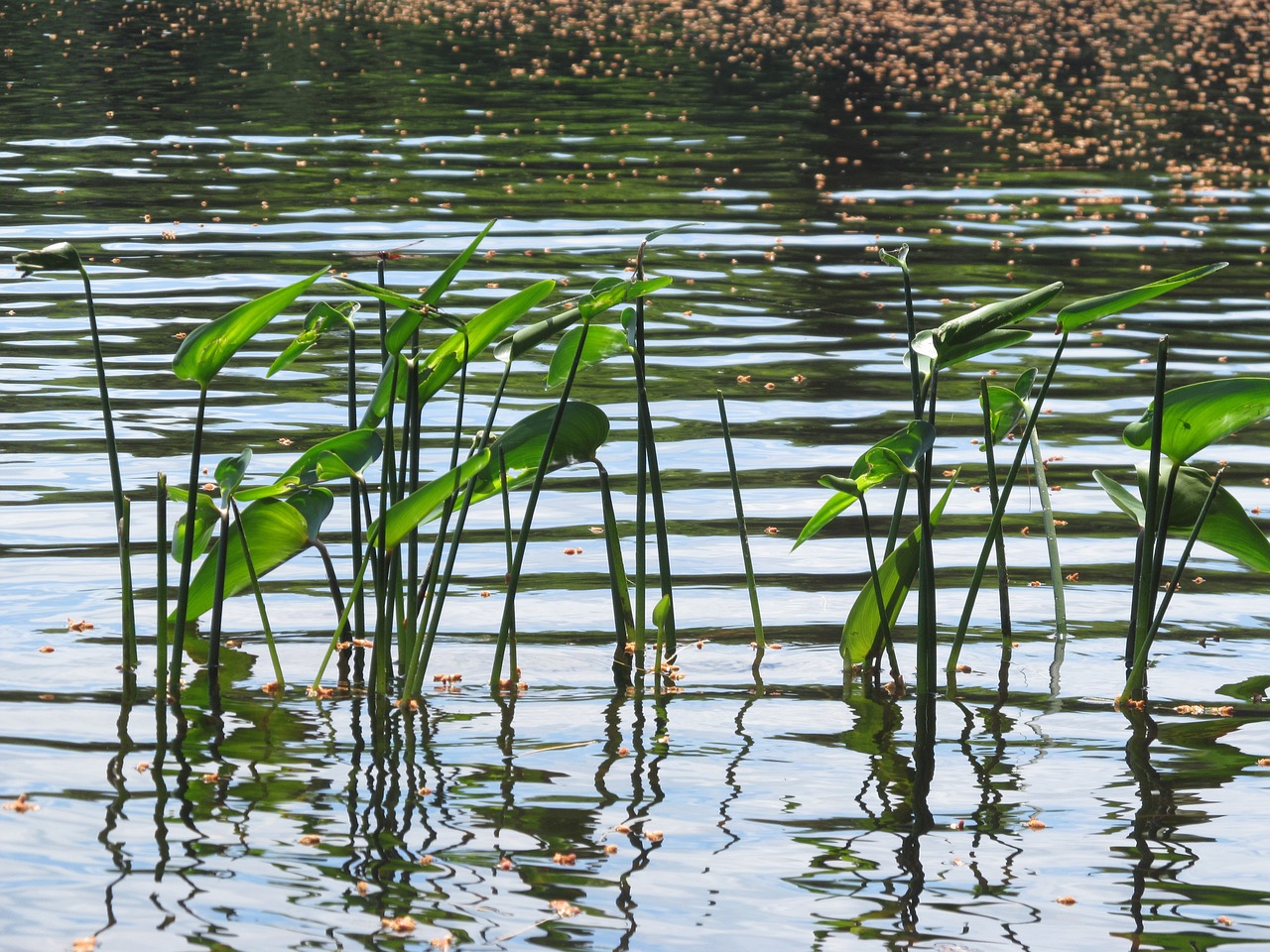 nature  pond  waterlilies free photo