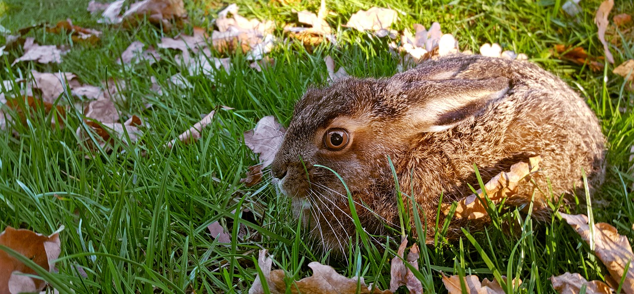 nature  long eared  hare free photo