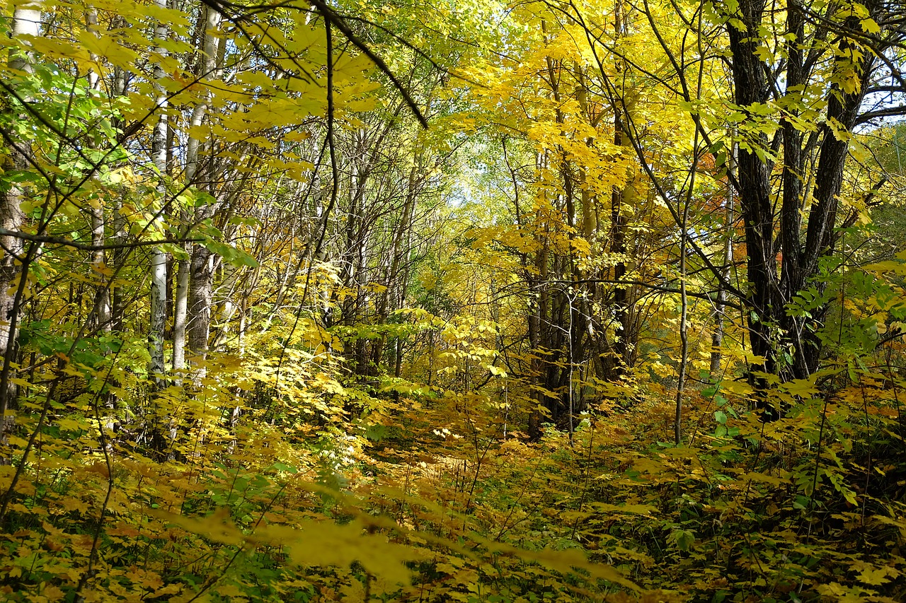 nature  forest  autumn free photo