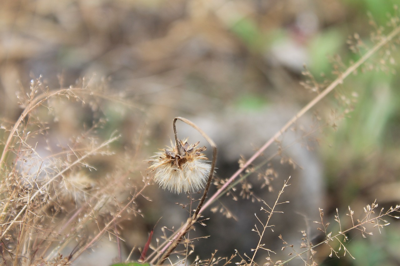 nature  flower  grass free photo