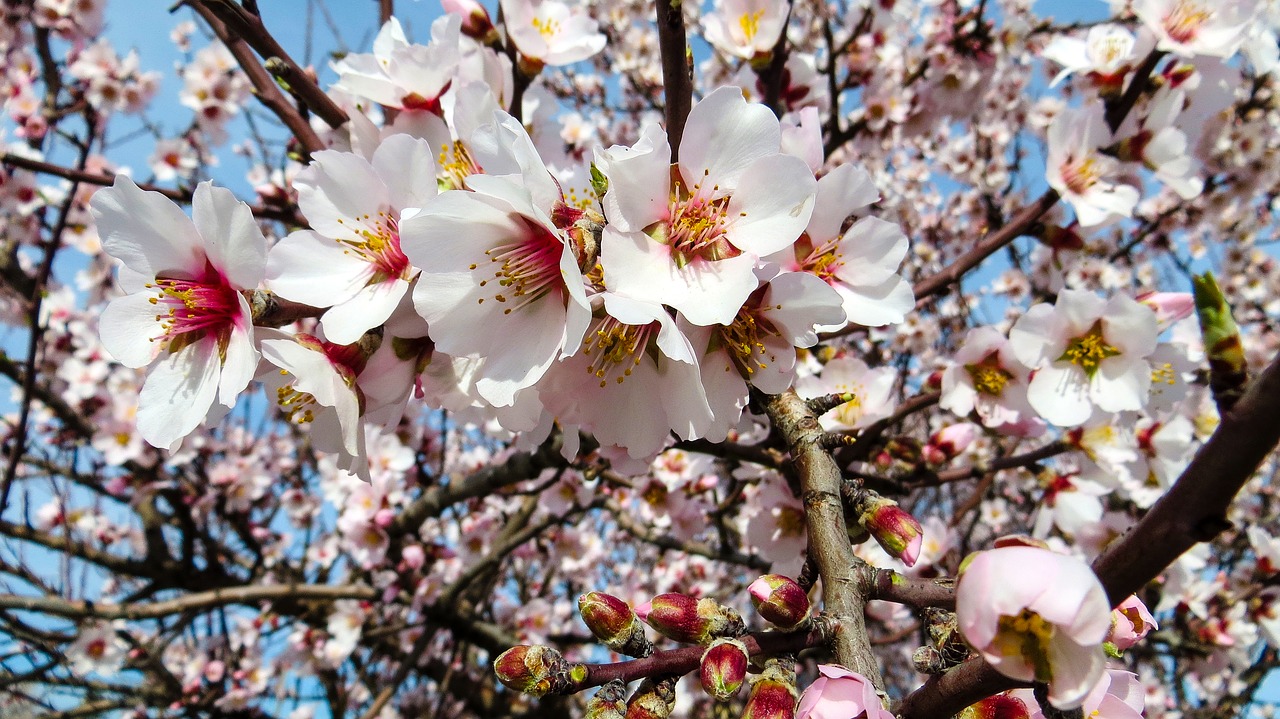 nature  flowers  spring free photo