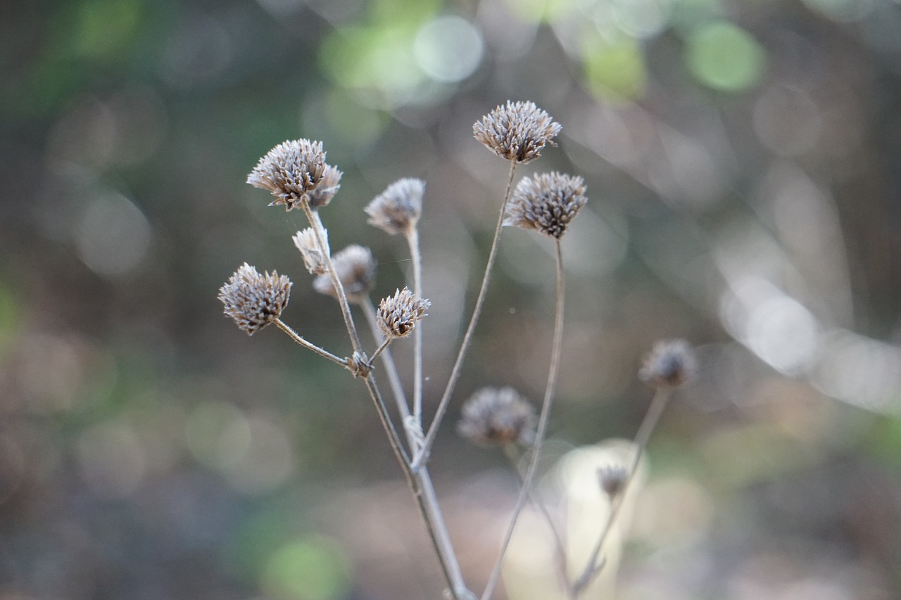 nature  autumn  fall free photo