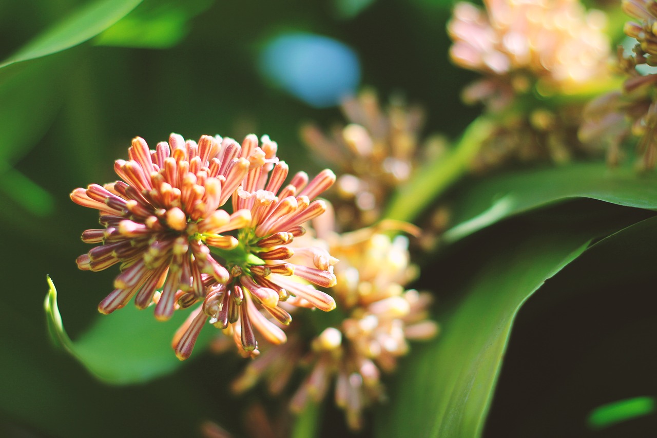 nature  flower  tropical free photo