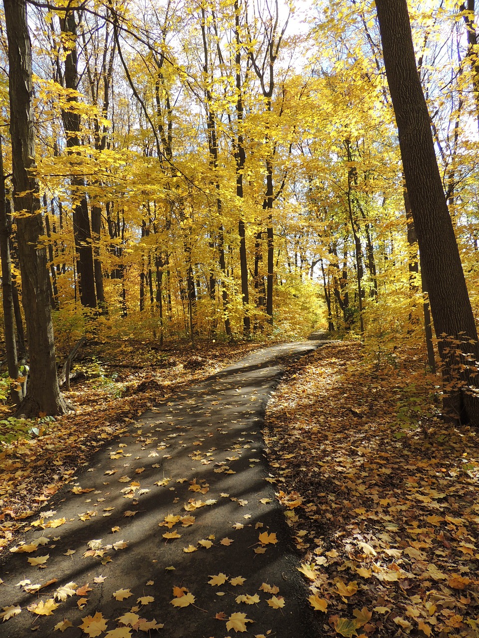 nature trees path free photo