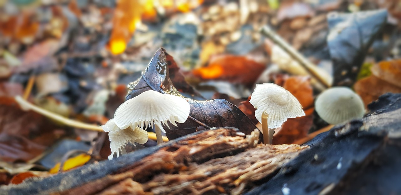 nature  fungus  forest free photo