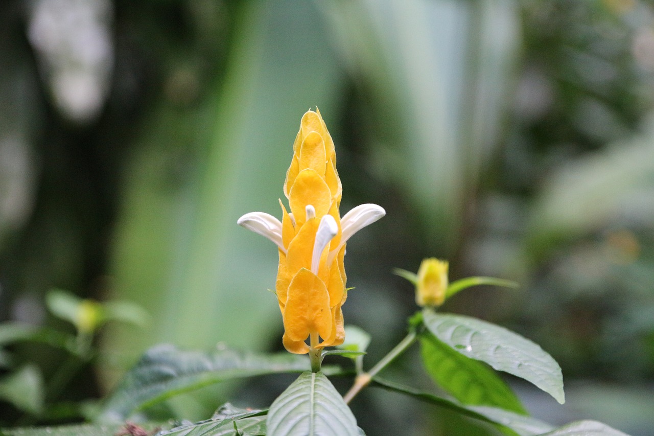 nature  flower  tropical free photo