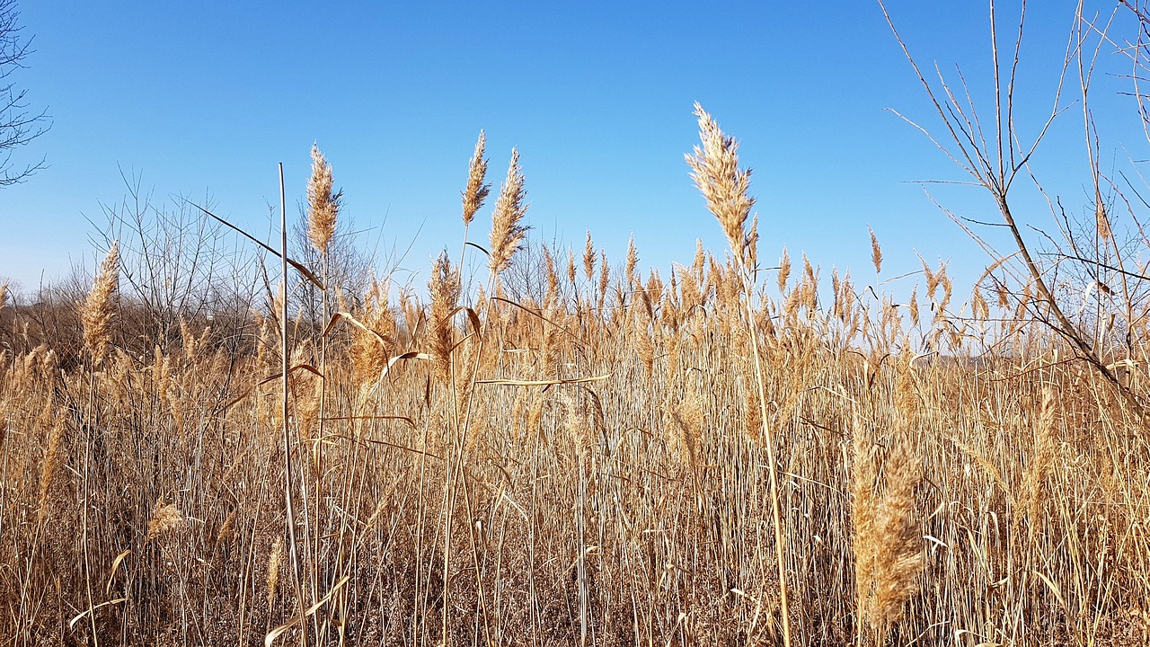 nature  autumn  dry free photo