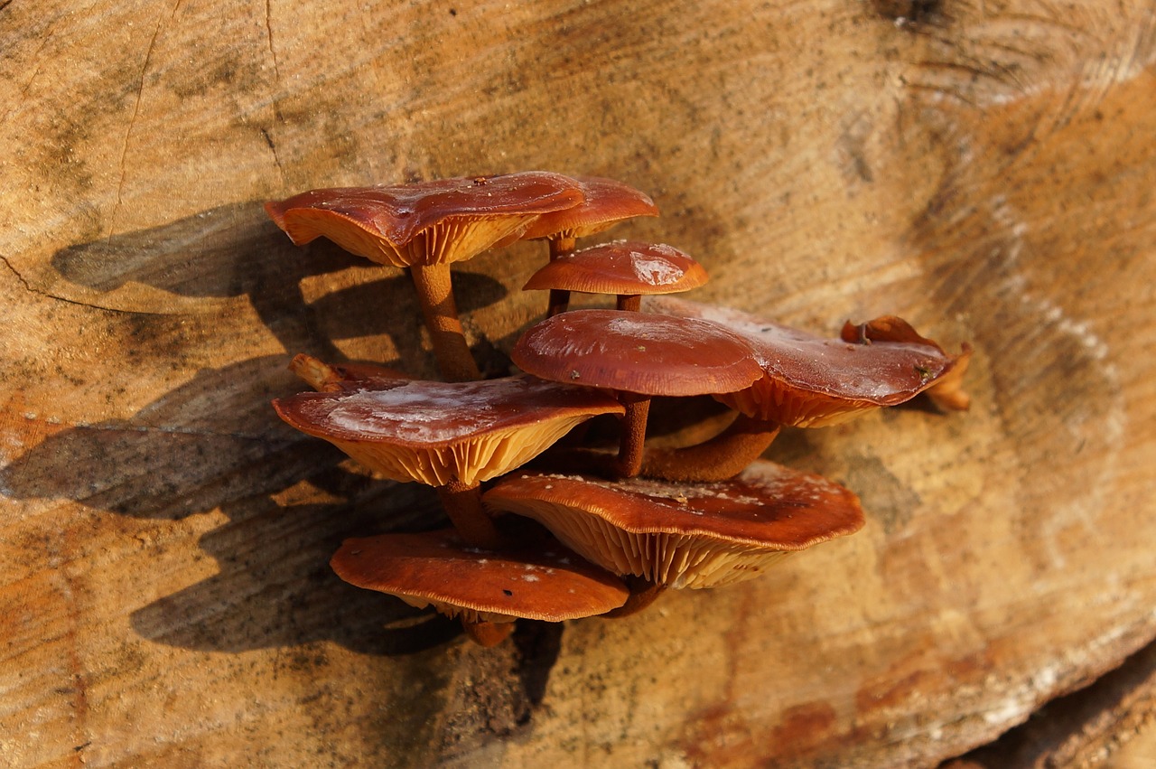 nature  mushrooms  tree free photo