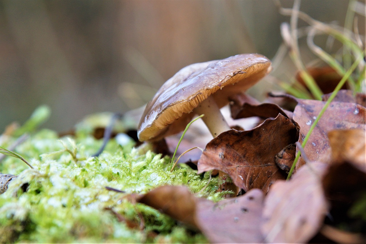 nature  mushroom  forest free photo