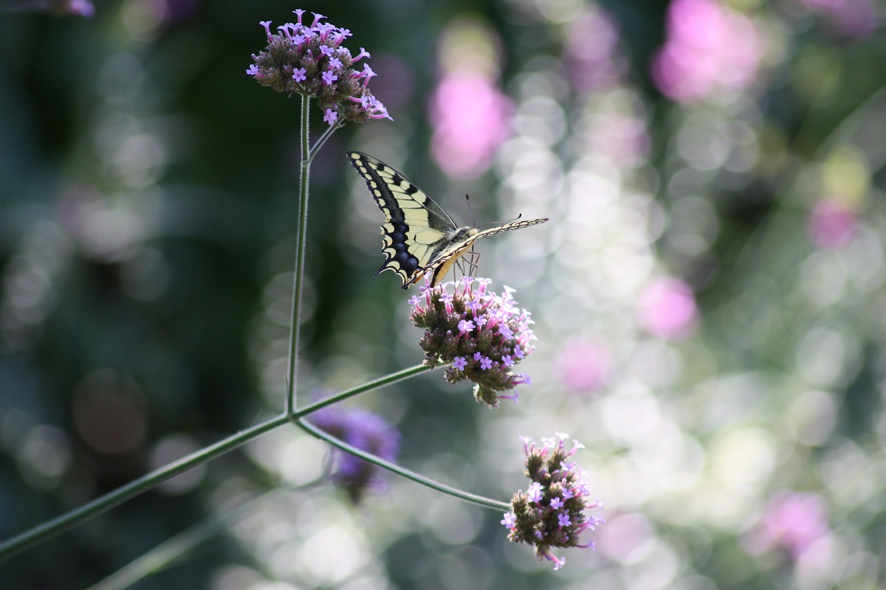 nature  butterfly  flowers free photo