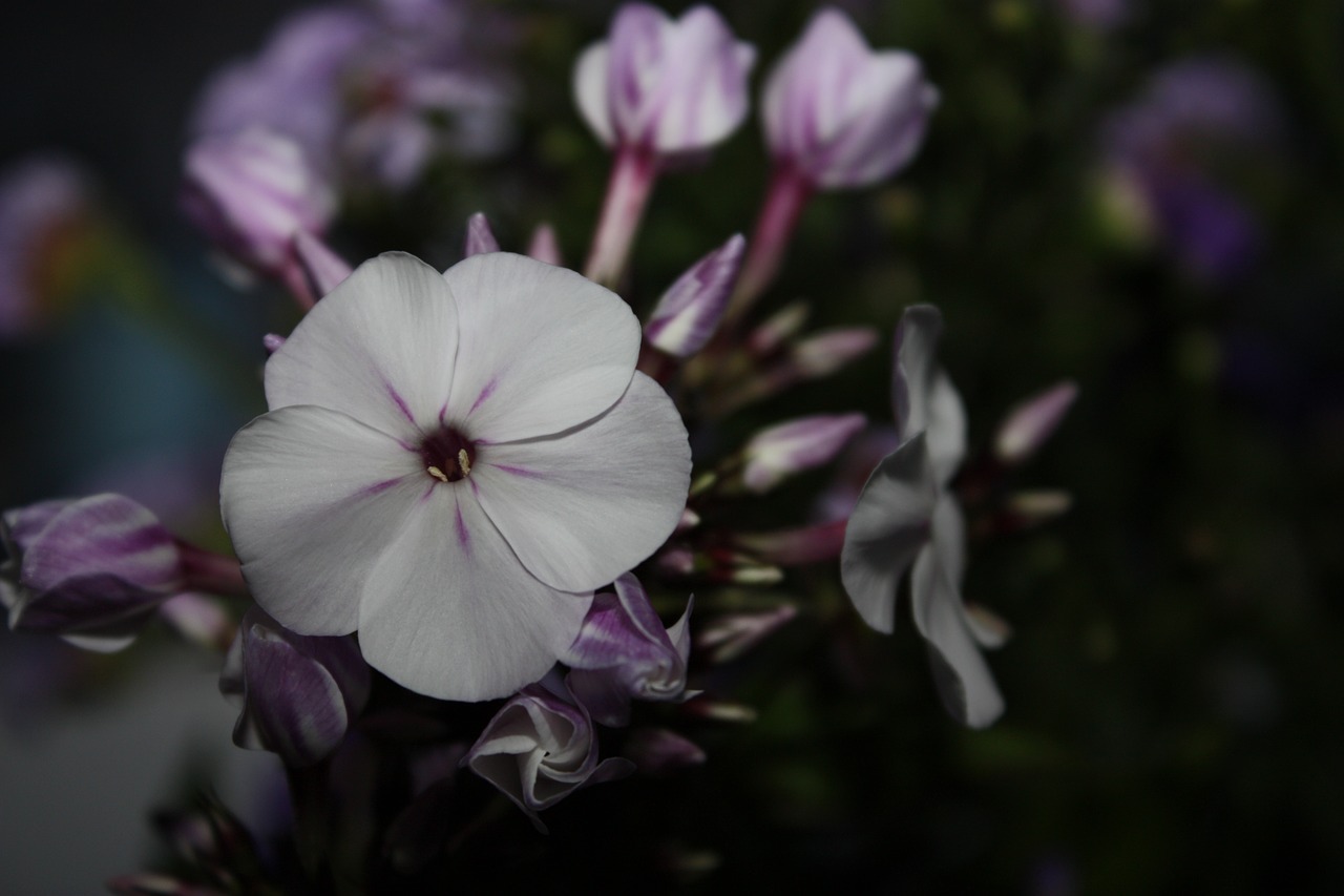 nature  summer  flower free photo