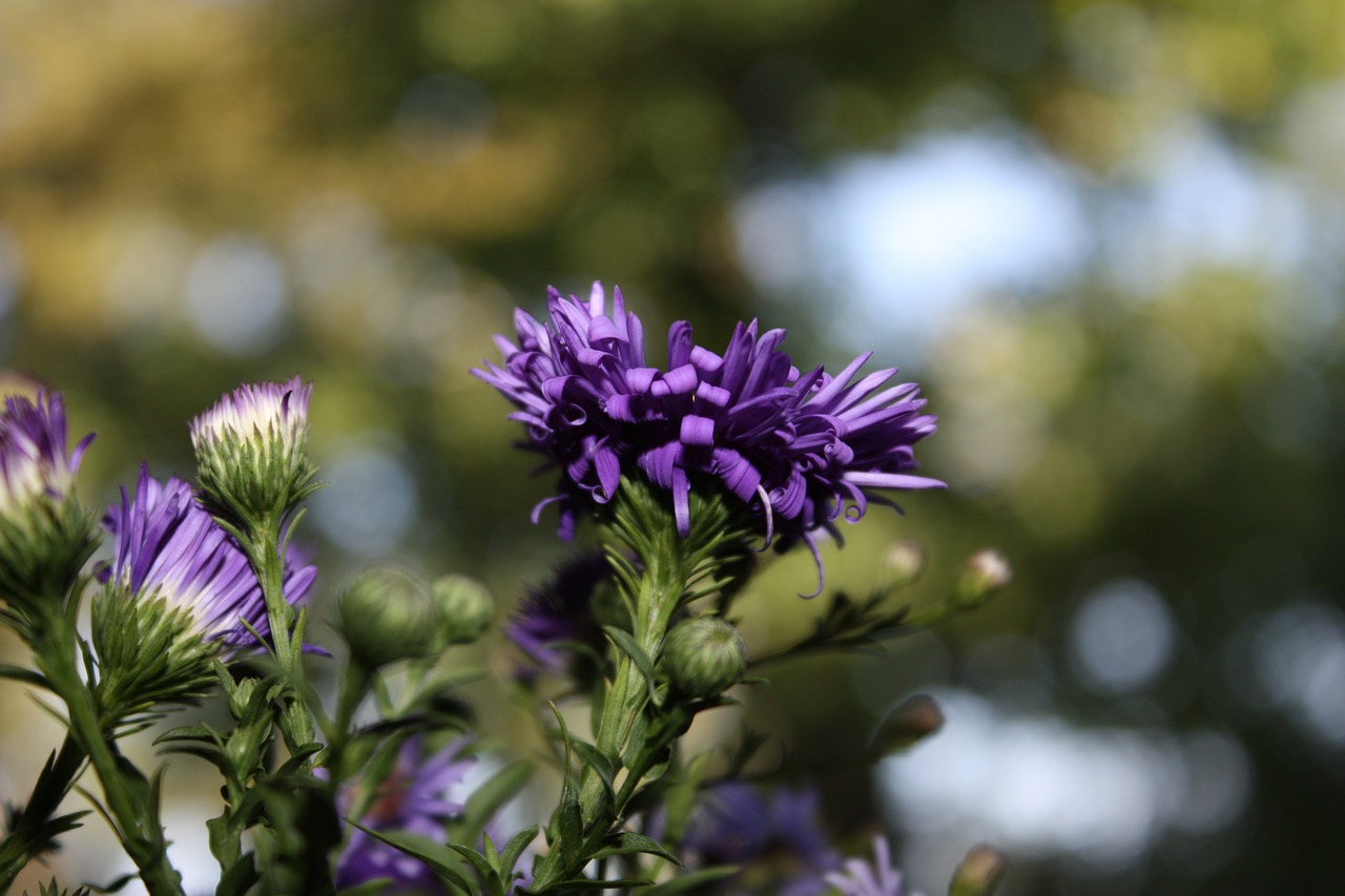 nature  flower  thistle free photo