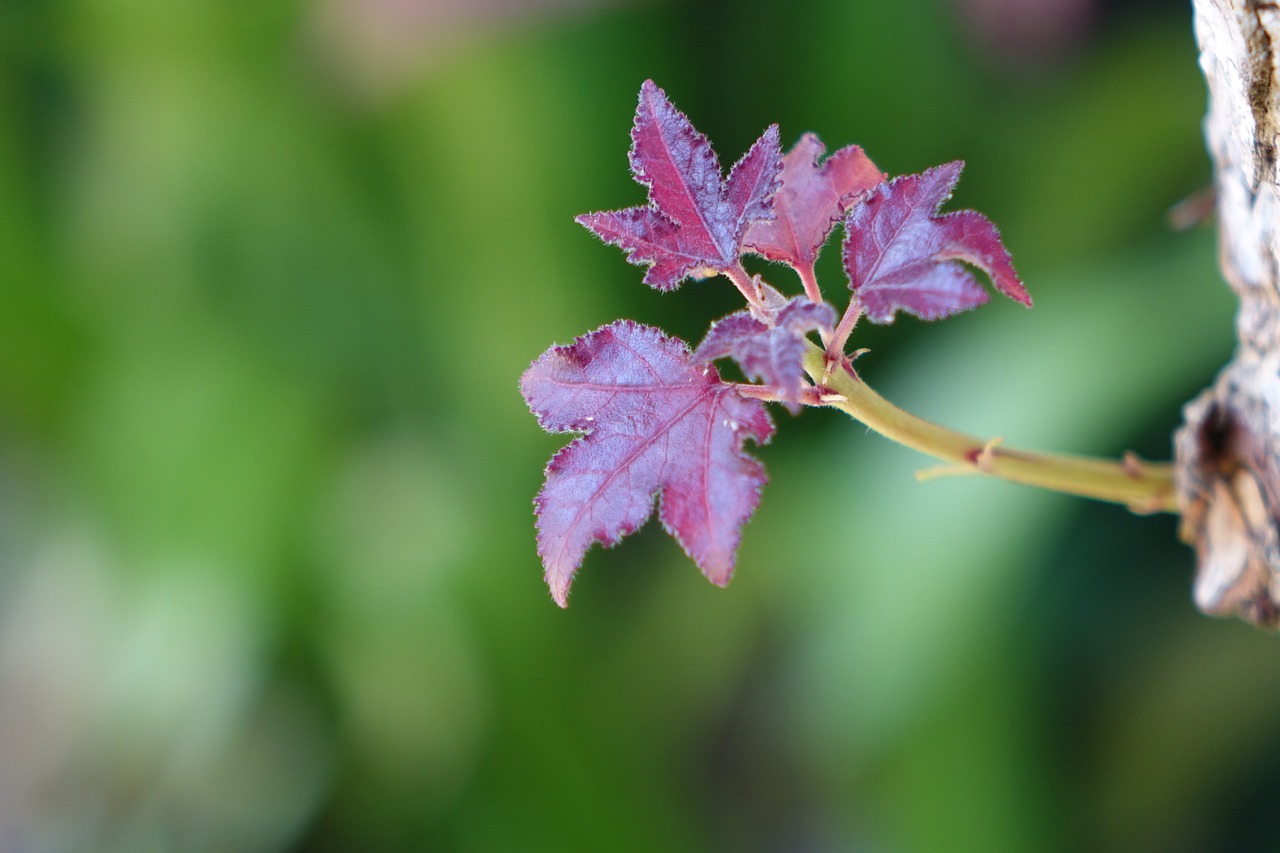 nature  leaves  red free photo