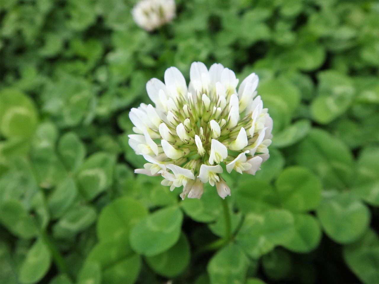 nature  white flower  white free photo