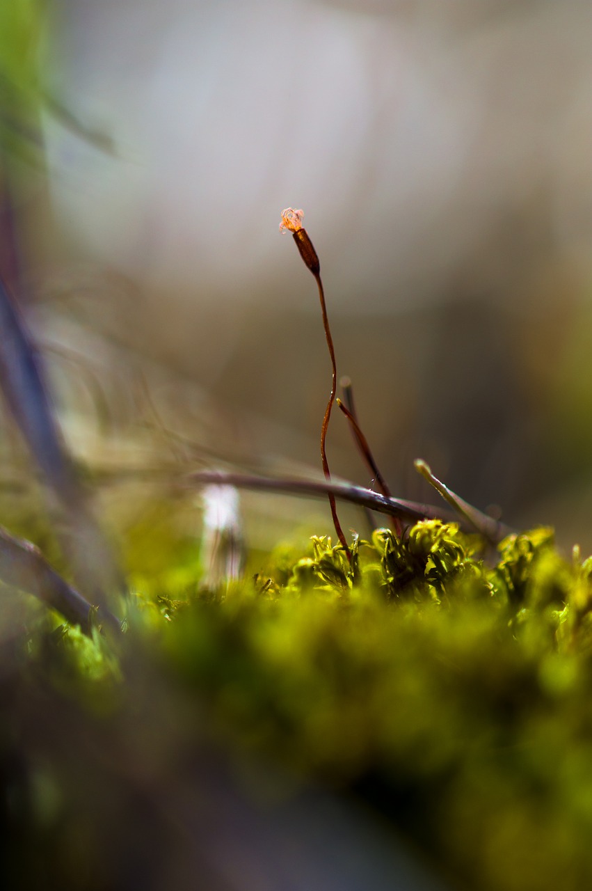 nature  plant  moss free photo