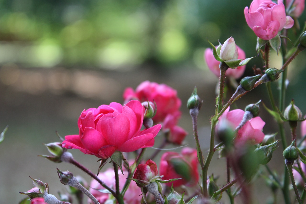 nature  flowers  summer free photo