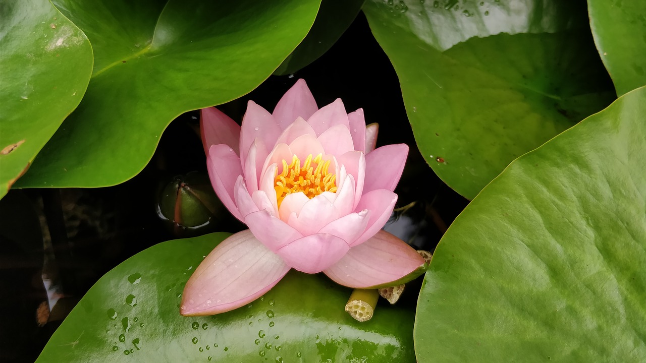 nature  water  lily free photo