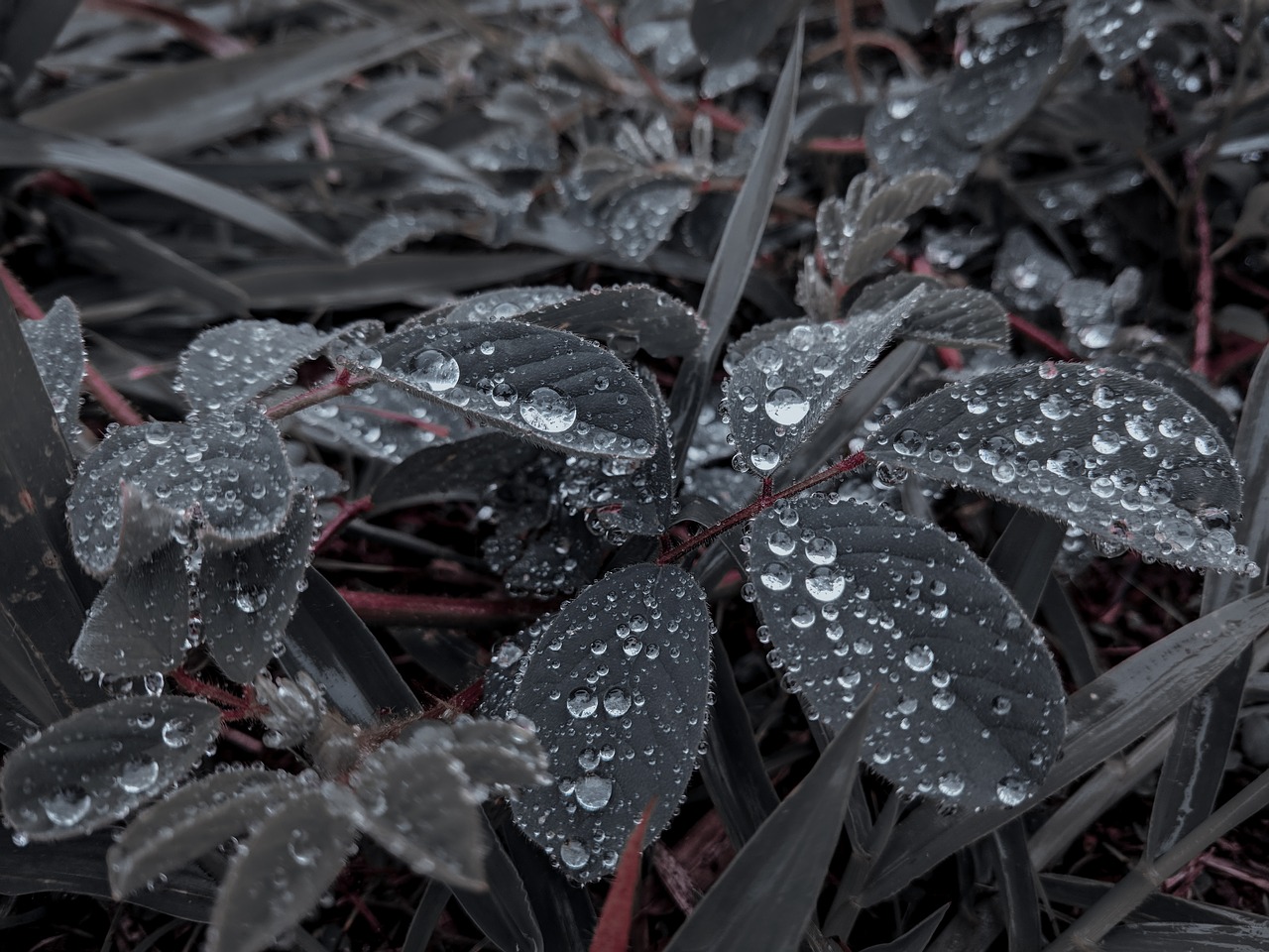 nature  drops of rain  plants free photo