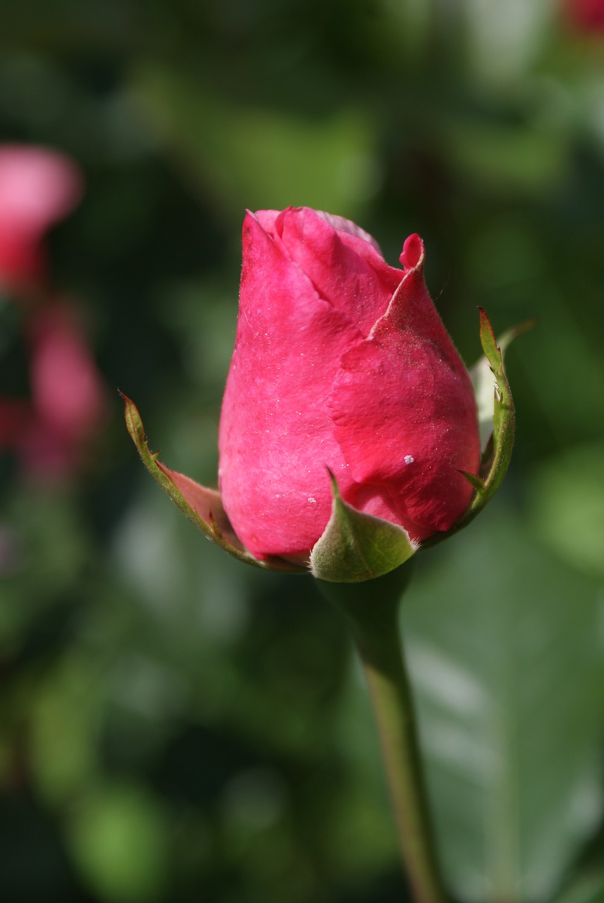 nature  supplies  flowers free photo