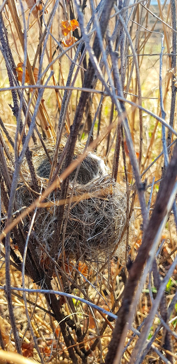 nature  jack  birds free photo