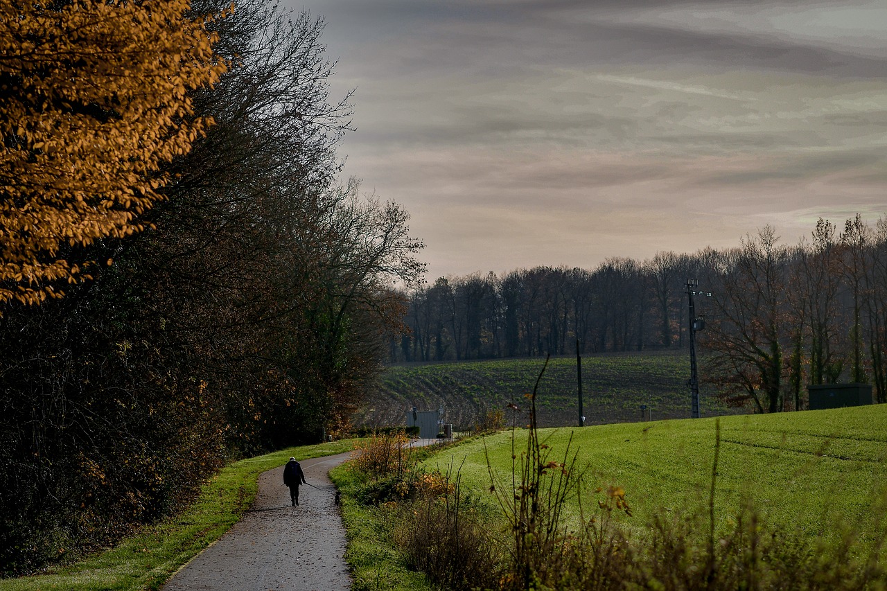 nature  wood  forest free photo