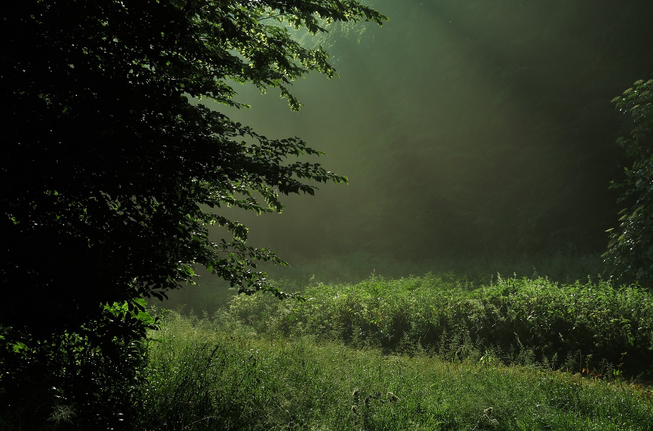 nature  light  forest free photo