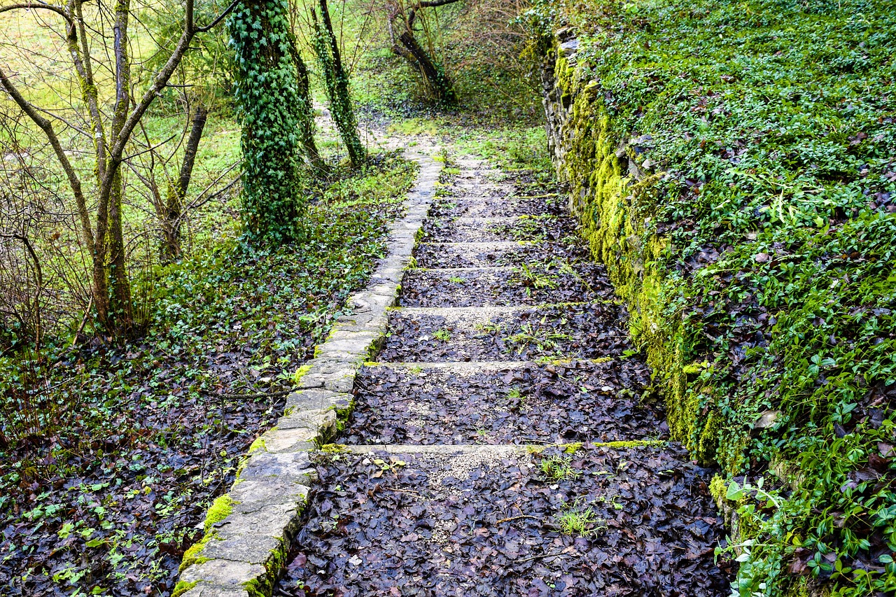 nature  path  steps free photo