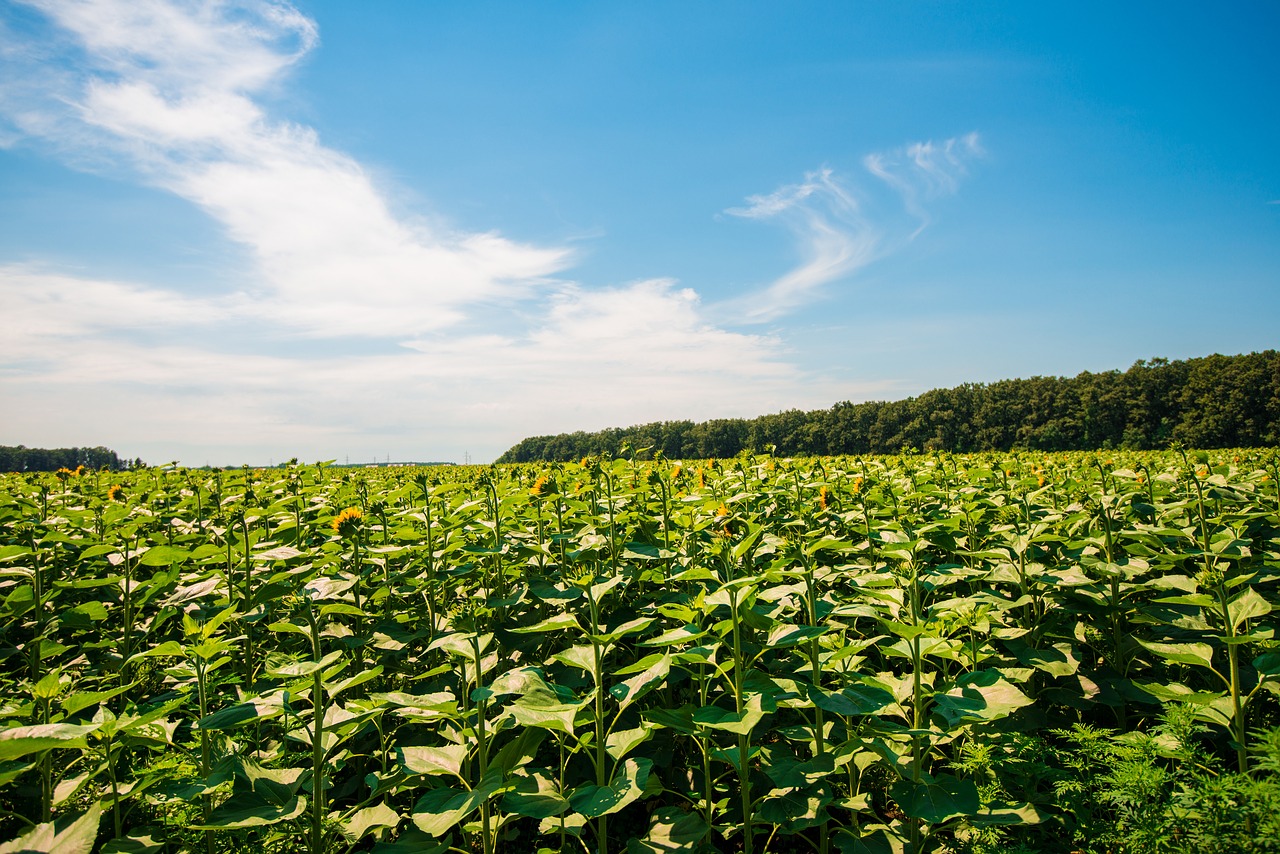 nature  sky  green free photo