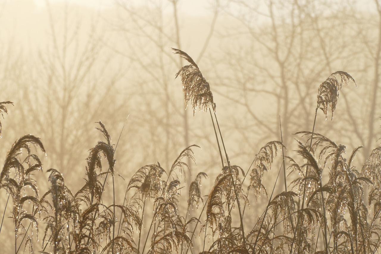 nature  cold  winter free photo