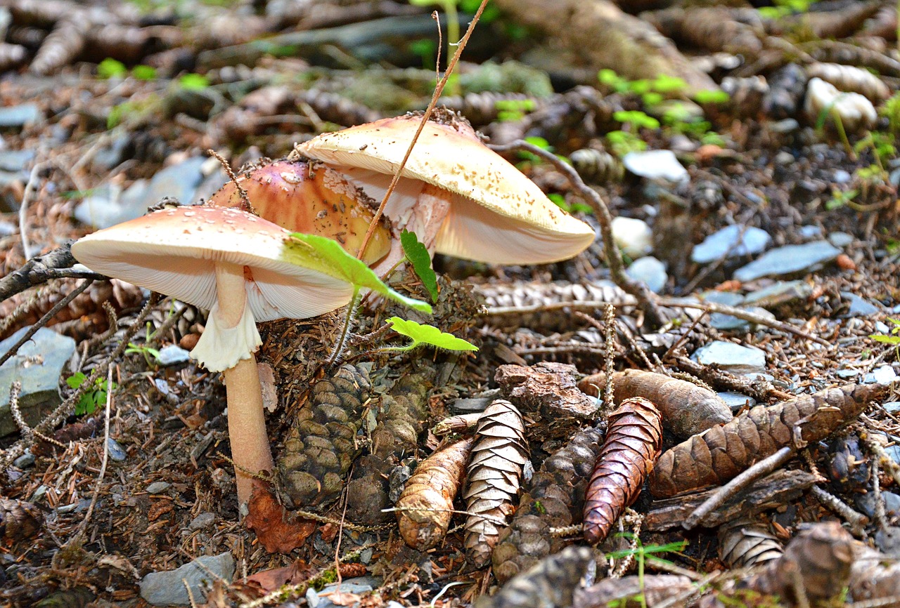 nature  svaneti  georgia free photo