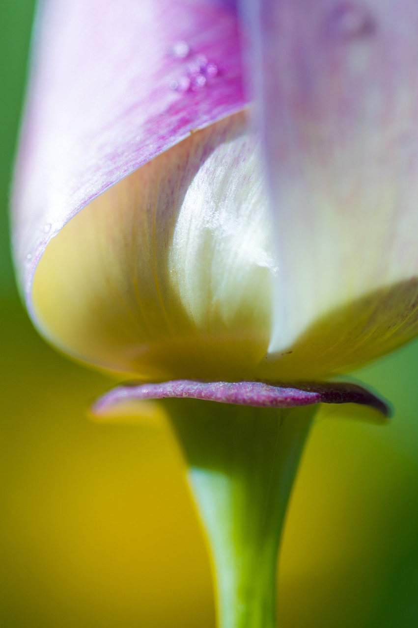 nature  flower  autumn free photo