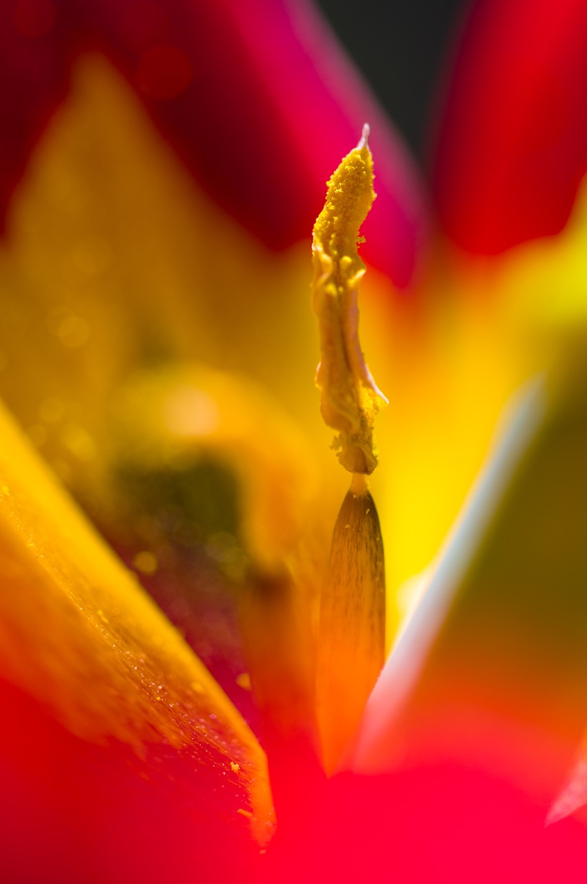 nature  flower  tulip free photo