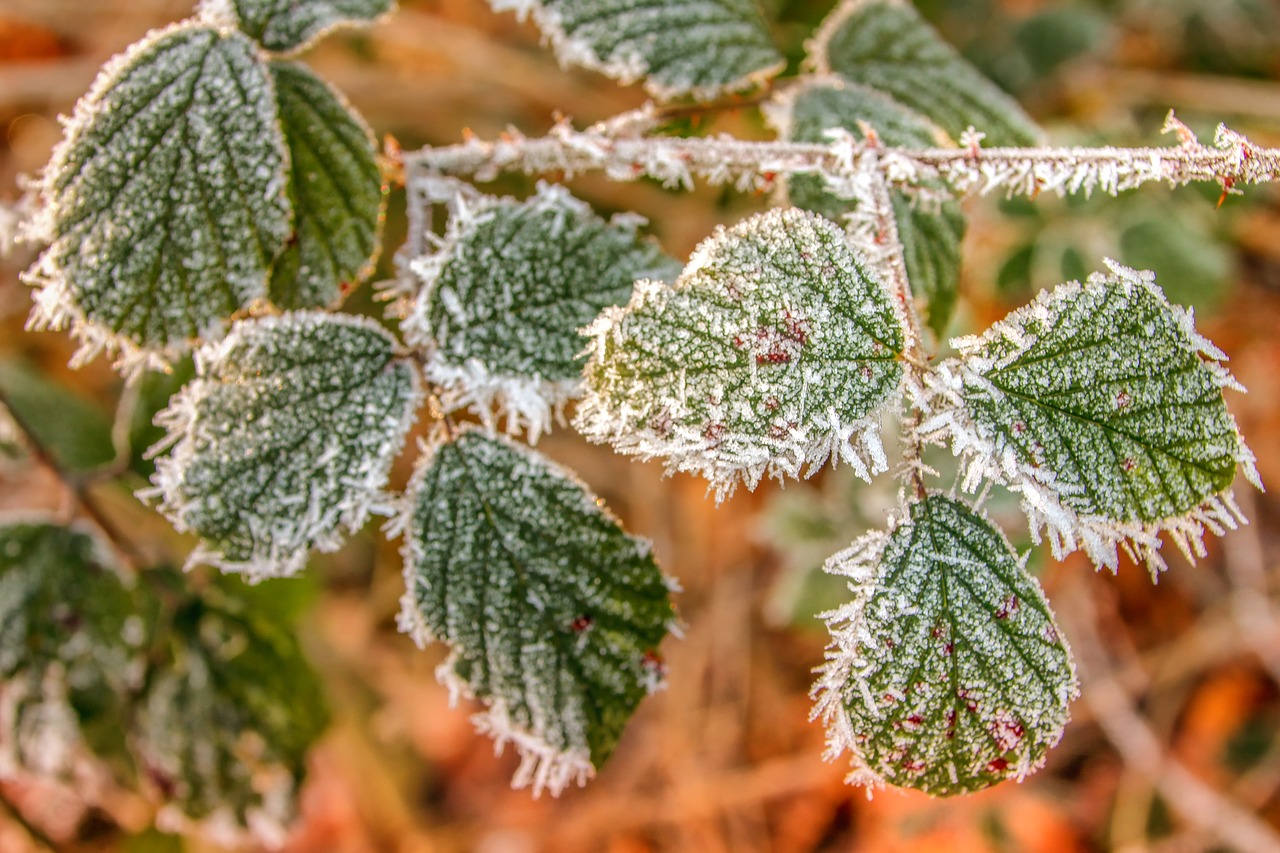 nature  winter  oak free photo