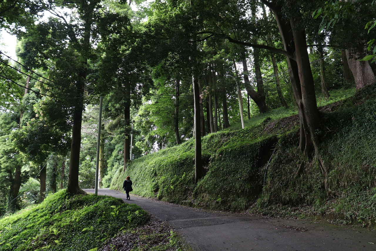 nature  forest  route free photo