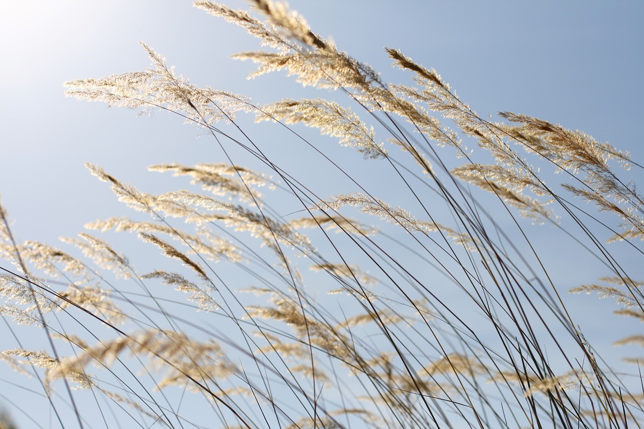 nature  plant  feather free photo