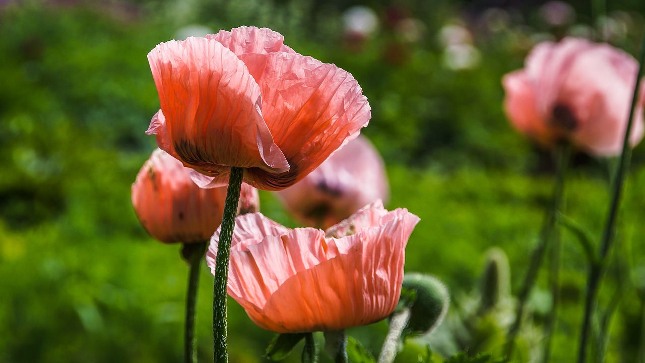 nature  flowers  poppy free photo