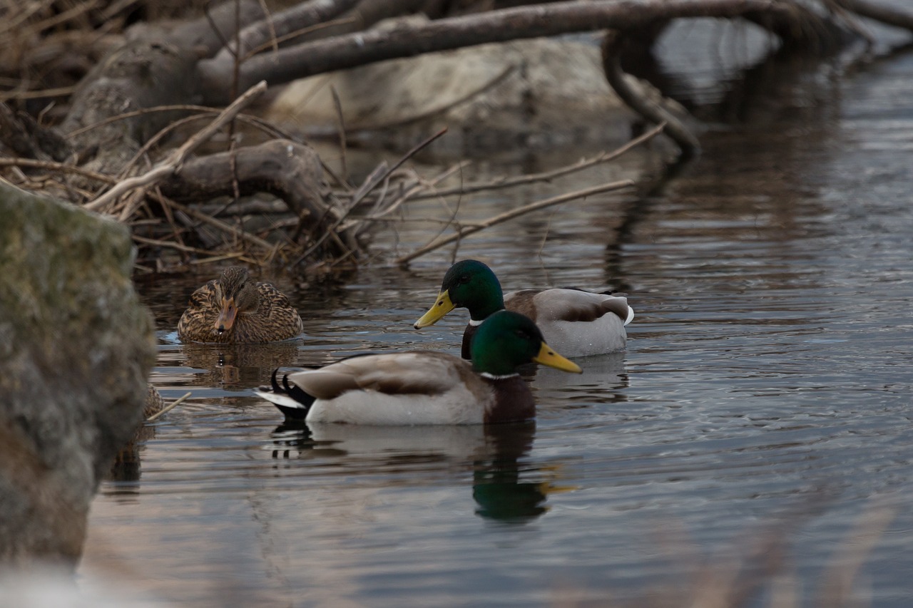 nature  water  lake free photo