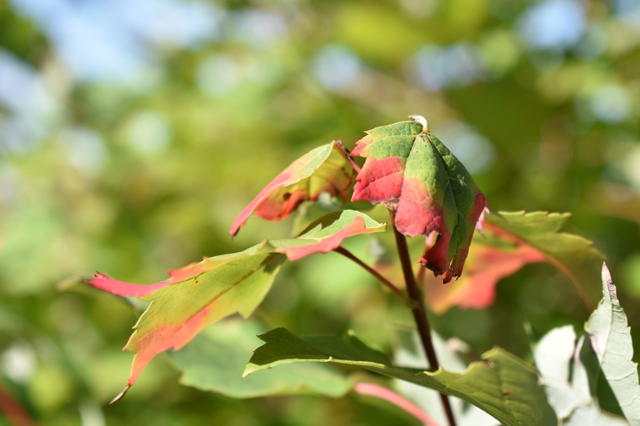 nature  foliage  leaf free photo