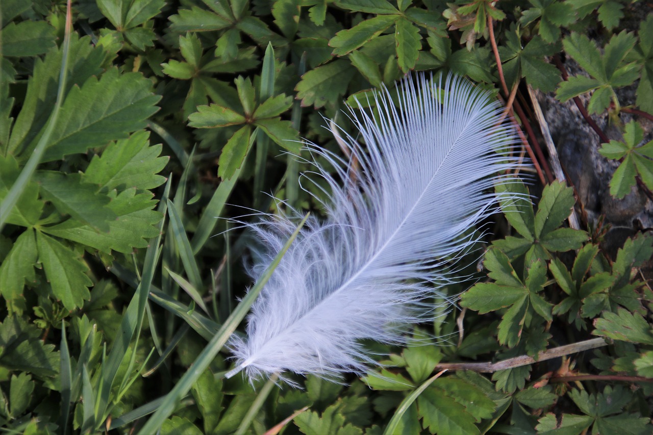 nature  grass  white free photo